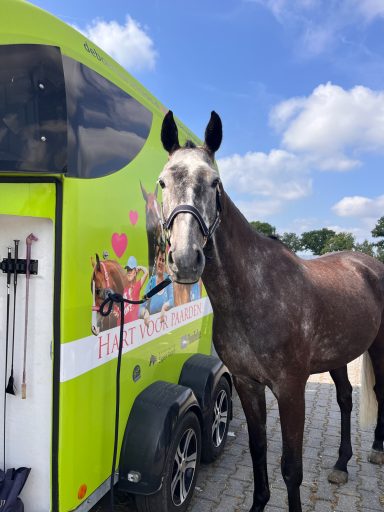 Tessa Ottenhof met paardentrailer van sponsor Zeker de Boer